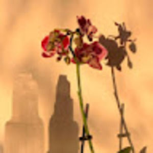 Meet your Posher, Allie